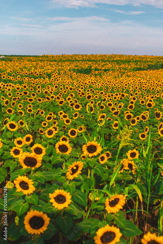 Obraz premium Sunflower field