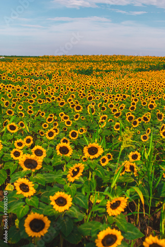 Fototapeta Naklejka Na Ścianę i Meble -  Sunflower field