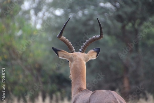 Impala looking away - Kruger National Park