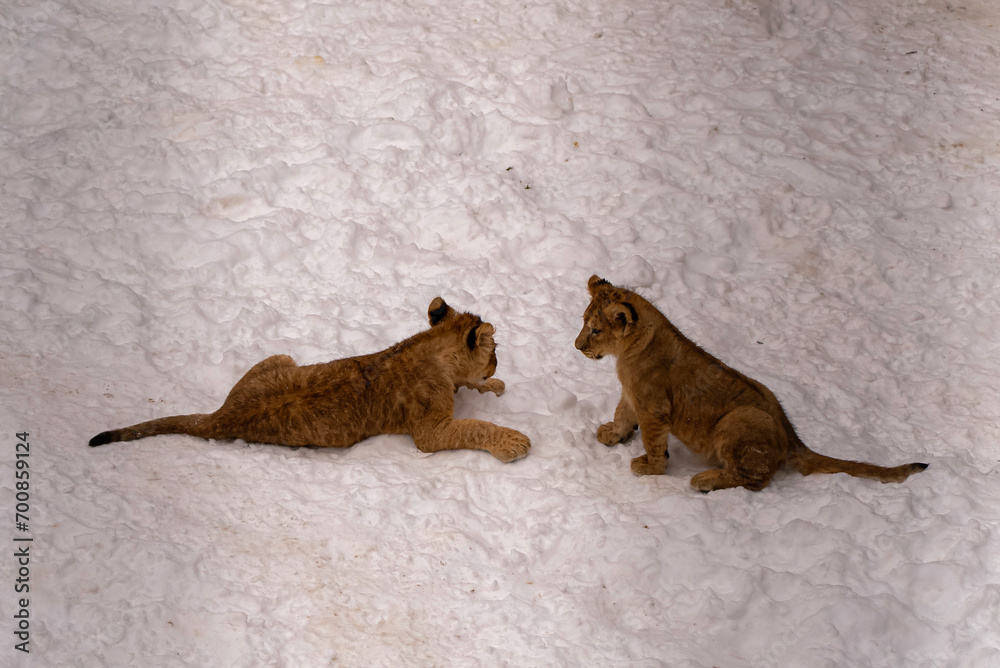 Obraz premium 雪の中のライオンの赤ちゃん