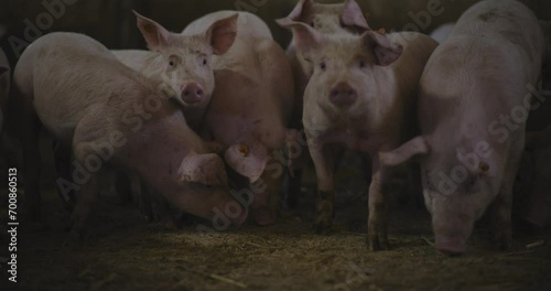 Swine Pigs Husbandry Modern Pig Farm Livestock Farm Pork Production photo