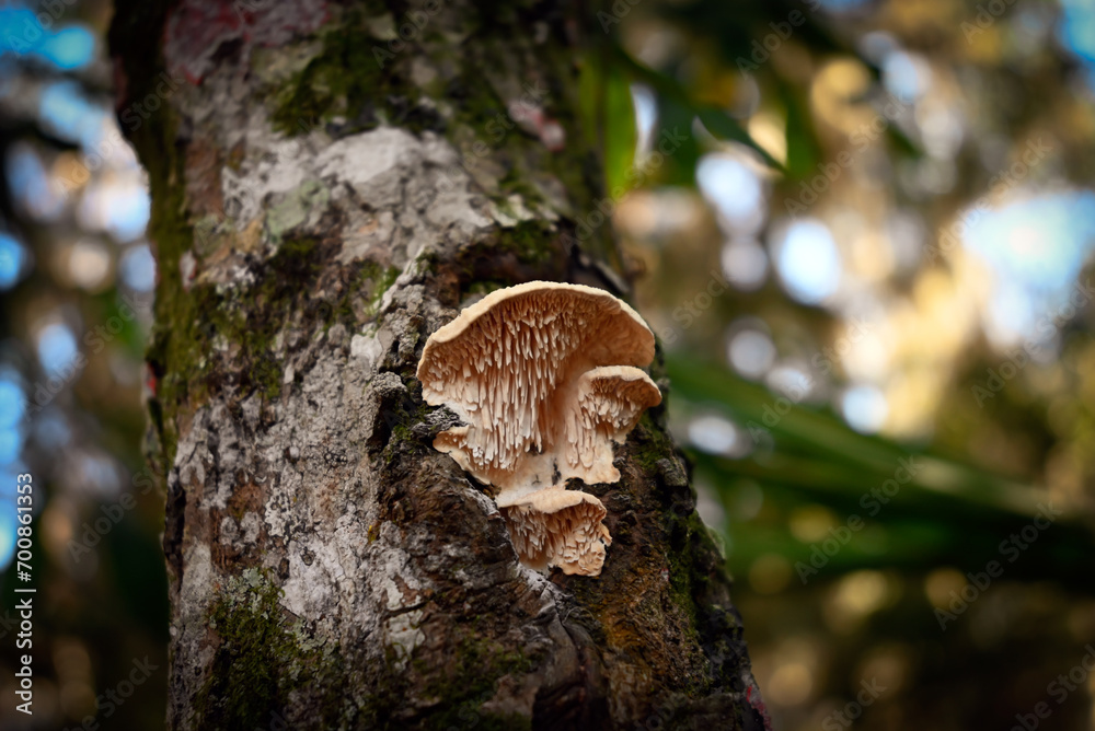 Mushroom in Forrest