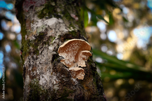 Mushroom in Forrest