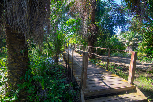 A wooden hiking trail bridge with palm tree shade
