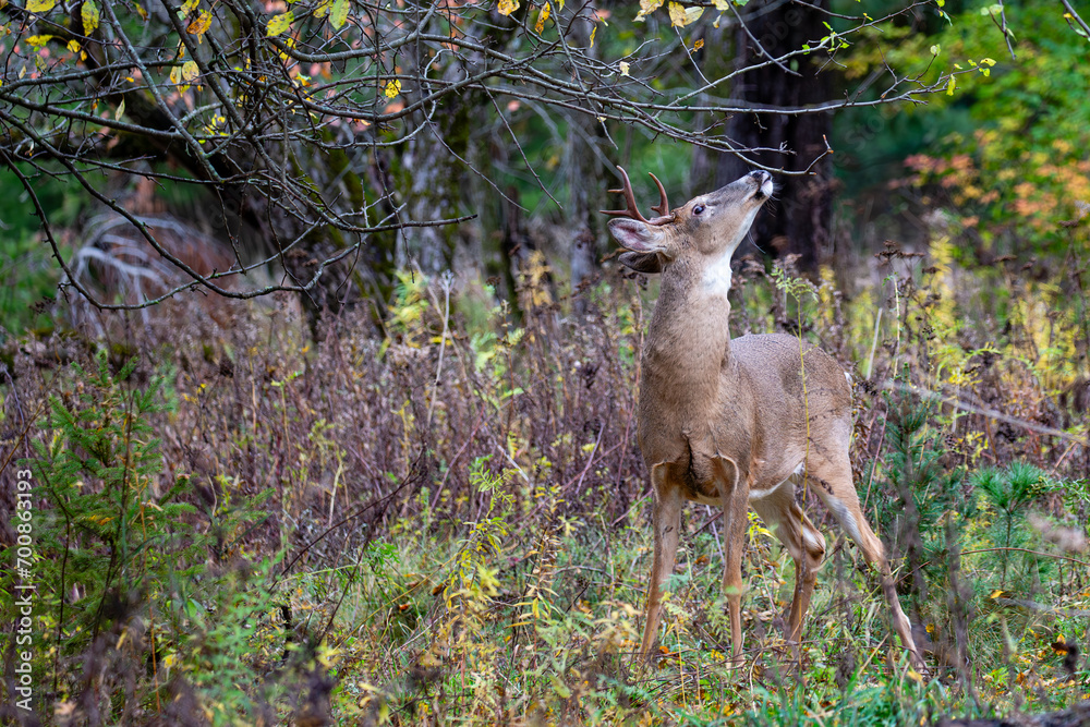 White-tailed buck sniffing tree branch during the Wisconsin rut White-tailed buck sniffing tree branch during the Wisconsin rut