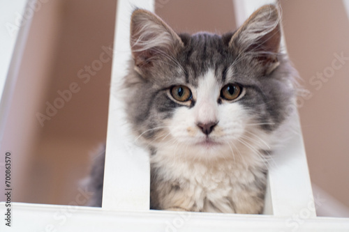 Portrait of a kitten on the stairs
