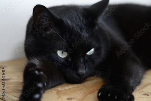 黒猫