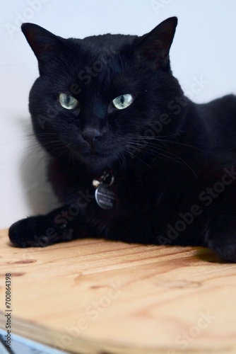 黒猫