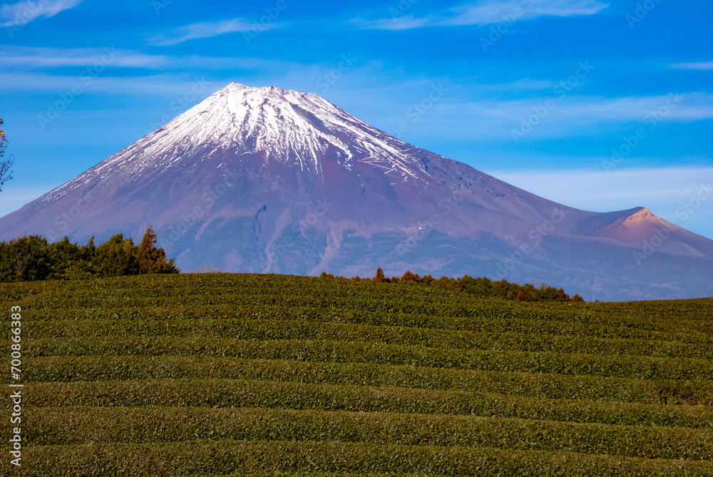 段々茶畑と富士山 段々茶畑と富士山