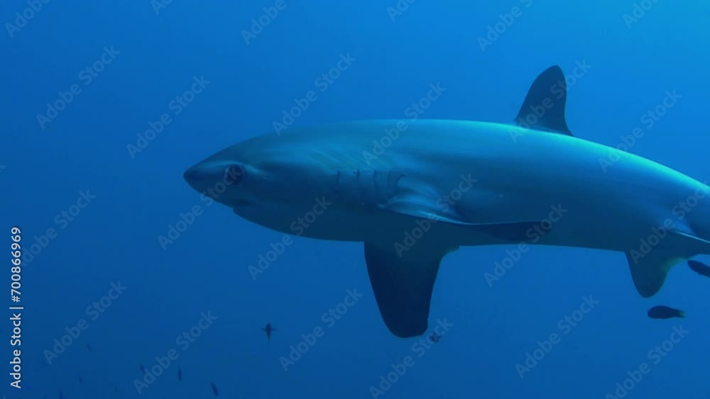 Thresher shark at Malapascua Thresher shark at Malapascua