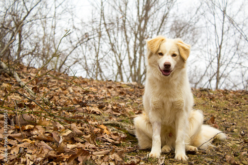 A wide shot of a front view of an Australian Shepherd furry dog with mouth open, sitting and staring at the camera among foliage in Fall season.