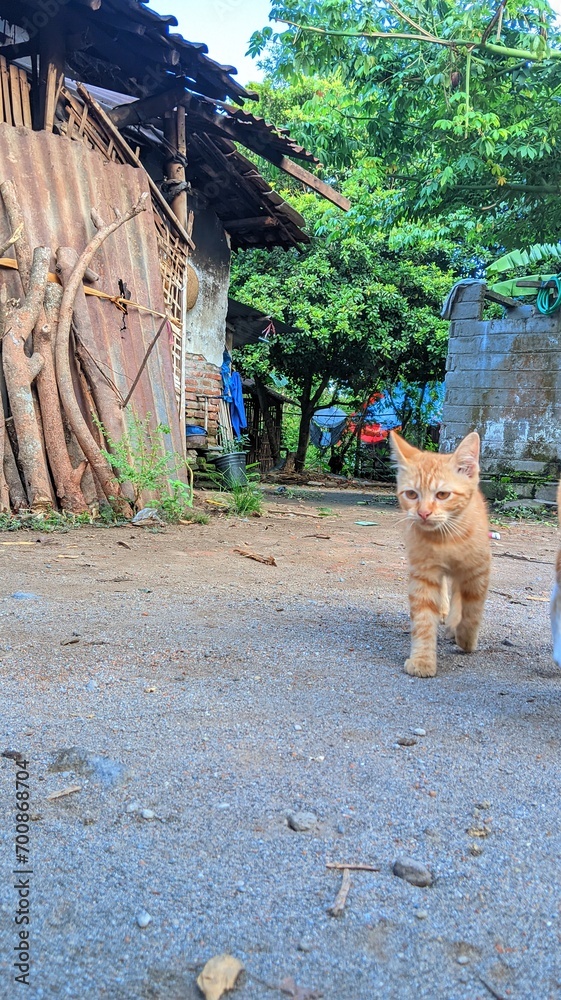 Naklejka premium cat walk