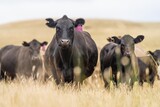 stud wagyu and angus beef cows in a paddock free range in australia, in a dry grass field