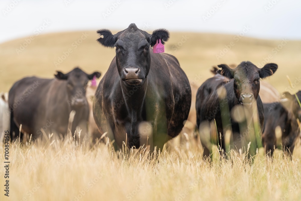 Stud Beef bulls, cows and calves grazing on grass in a field, in Australia. breeds of cattle include wagyu, murray grey, angus, brangus and wagyu on long pasture in summer - obrazy, fototapety, plakaty 