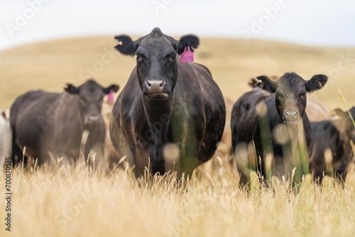 Stud Beef bulls, cows and calves grazing on grass in a field, in Australia. breeds of cattle include wagyu, murray grey, angus, brangus and wagyu on long pasture in summer photo