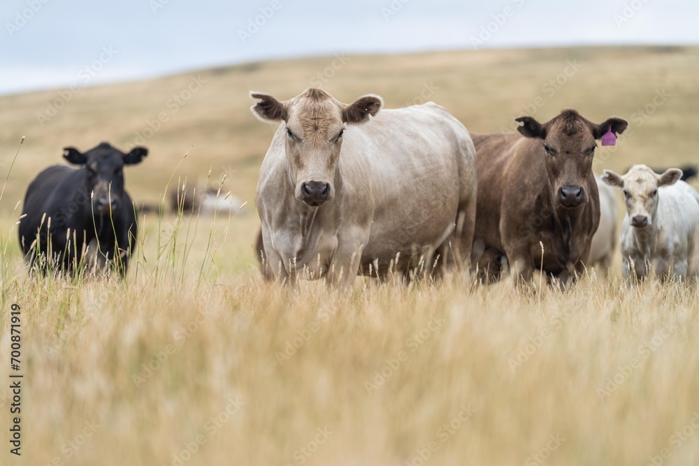 stud wagyu and angus beef cows in a paddock free range in australia, in a dry grass field