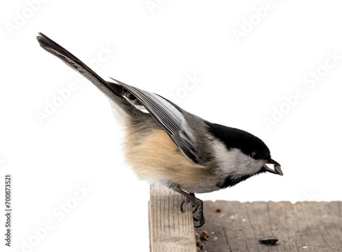 Very detailed picture of a common Chickadee wild bird at a bird feeder holding a seed. The detail in the feather includes many shades of gray.  
