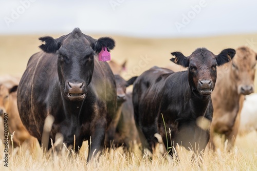Stud Beef bulls, cows and calves grazing on grass in a field, in Australia. breeds of cattle include wagyu, murray grey, angus, brangus and wagyu on long pasture in summer