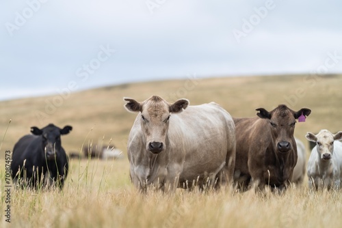 Close up of Stud Beef bulls and cows grazing on grass in a field  in Australia. eating hay and silage. breeds include murray grey  angus  brangus and wagyu.