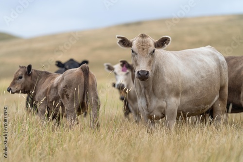 Fototapeta Naklejka Na Ścianę i Meble -  Stud Beef bulls, cows and calves grazing on grass in a field, in Australia. breeds of cattle include wagyu, murray grey, angus, brangus and wagyu on long pasture in summer