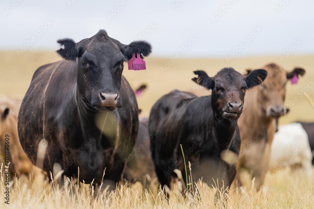 angus, wagyu and murray grey cattle in a paddock on a farm with long dry summer grass on a farm in australia angus, wagyu and murray grey cattle in a paddock on a farm with long dry summer grass on a farm in australia