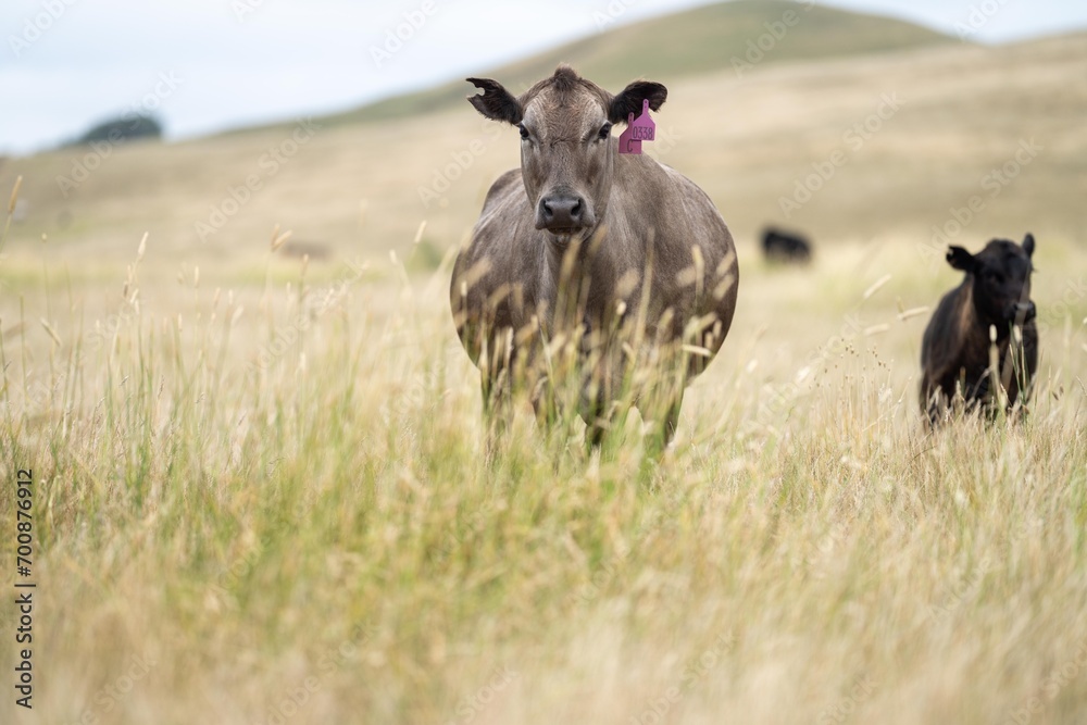 Cow face close up looking at camera. Black Wagyu cow in a summer field in australia Cow face close up looking at camera. Black Wagyu cow in a summer field in australia