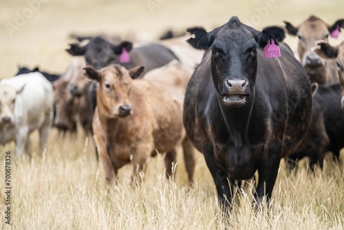 Stud Beef bulls  cows and calves grazing on grass in a field  in Australia. breeds of cattle include wagyu  murray grey  angus  brangus and wagyu on long pasture in summer