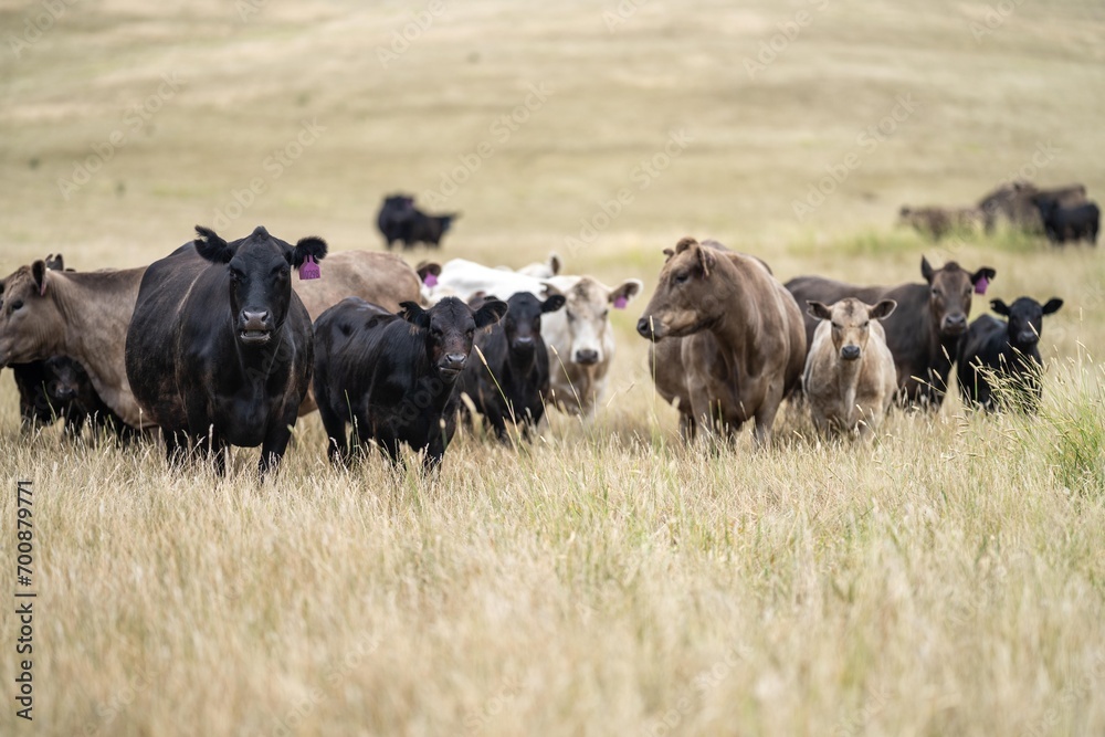 stud wagyu and angus beef cows in a paddock free range in australia, in a dry grass field stud wagyu and angus beef cows in a paddock free range in australia, in a dry grass field