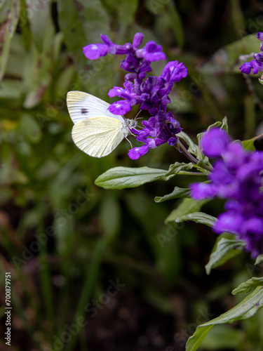 Cabbage white - pieris rapae butterfly on Salvia farinacea - mealycup sage photo