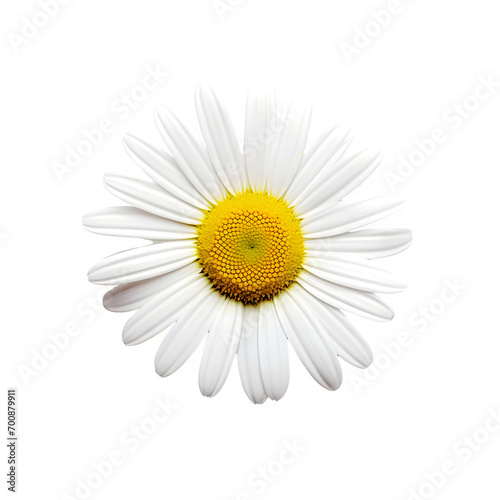 daisy blossom  in white on transparent background © Link Parker