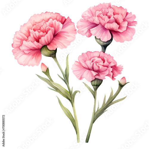 pink carnation flowers