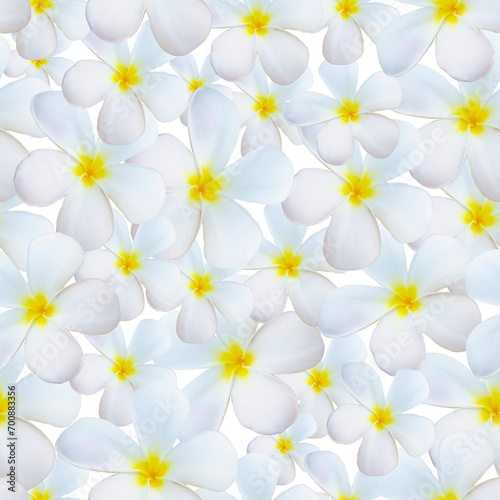 Frangipani flowers seamless pattern on white background. Plumeria print © Antonina
