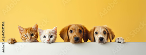 Banner cute dogs and cats are looking on an isolated yellow background. website banner or social media header