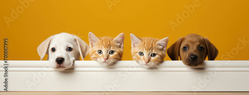 Banner cute dogs and cats are looking on an isolated yellow background. website banner or social media header