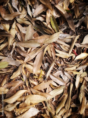 Dried leaves, dried durian leaves that fall from durian trees pile up on the ground.