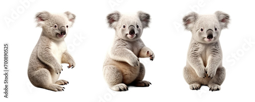 Set of Koala animal, isolated on transparent or white background