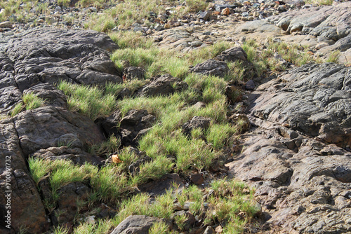 Grass growing in a rocky environment
