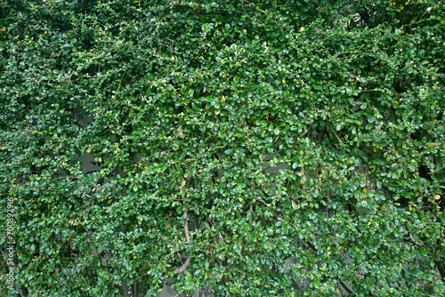 Green leaves wall background, background is beautiful leaves