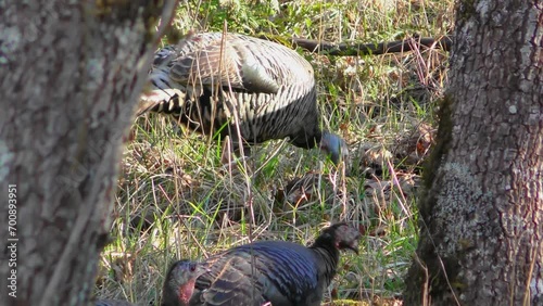 flock of wild turkeys moving through woods