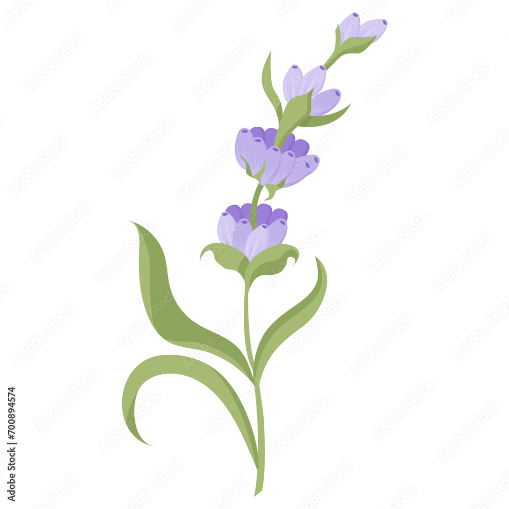 Delicate lavender flower in flat style. Vector illustration isolated on white background. Delicate lavender flower in flat style. Vector illustration isolated on white background.