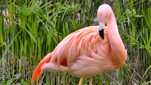 pink flamingo preening feathers in natural environment