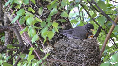 robin sitting on nest with head of baby bird seen beneath 