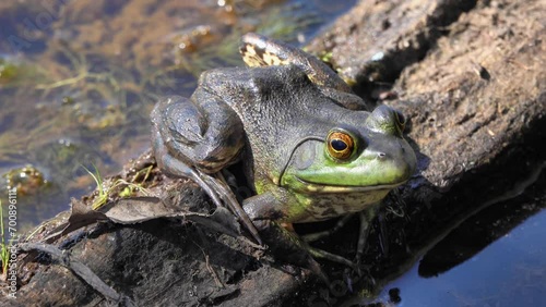 closeup of bullfrog sitting on log on sunny day