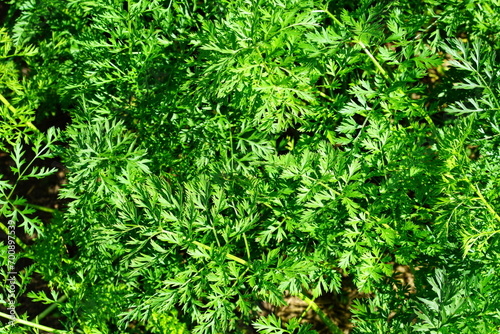 A variety of green leaves and herbs.