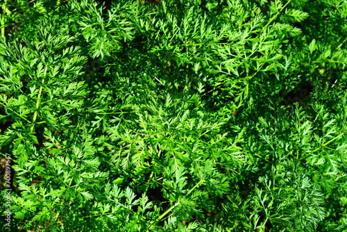 A variety of green leaves and herbs.