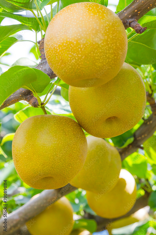 果樹園に実った梨の果実 鳥取県 赤梨