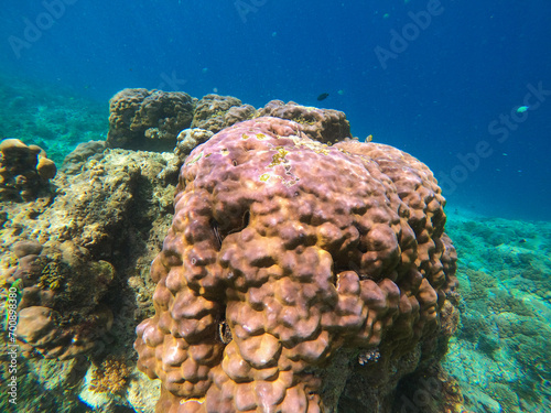The coral reef near Gili Meno, Indonesia