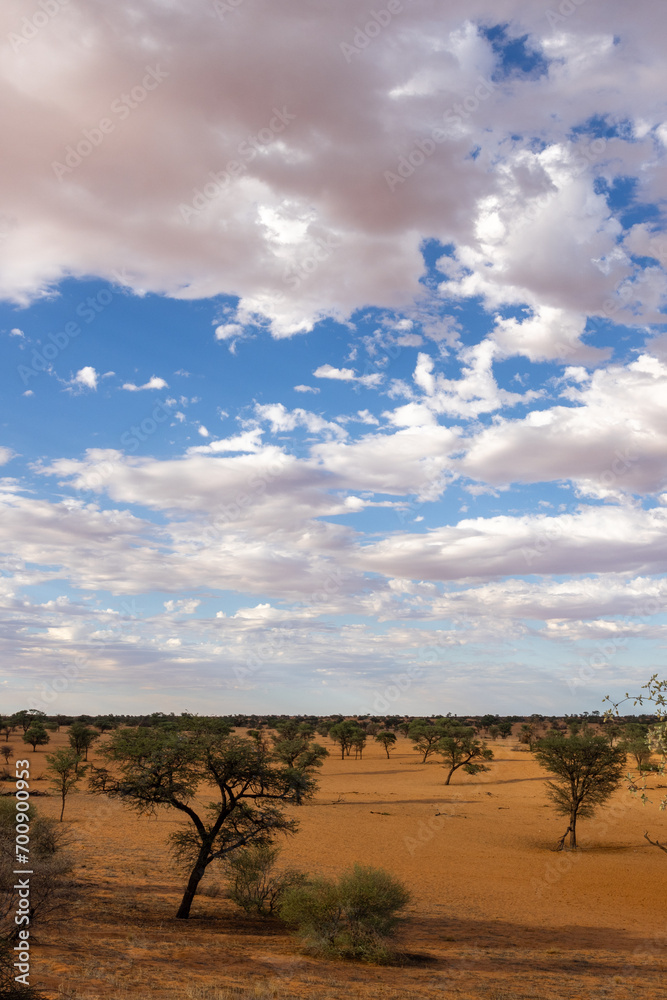 Arid Kalahari Landscape with clouds, near Gharagab in the Kgalagadi Transfrontier Park