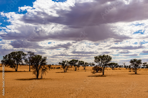 Arid Kalahari Landscape with dunes and clouds, near Gharagab in the Kgalagadi Transfrontier Park photo