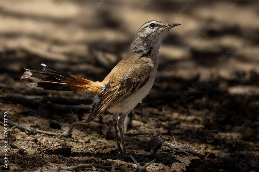Kalahari scrub robin (Kalahari wipstert) (Cercotricha paena) at Dikbaardskolk in the Kgalagadi Transfrontier Park, Kalahari
Kalahari scrub robin (Kalahari wipstert) (Cercotricha paena) at Dikbaardskolk in the Kgalagadi Transfrontier Park, Kalahari